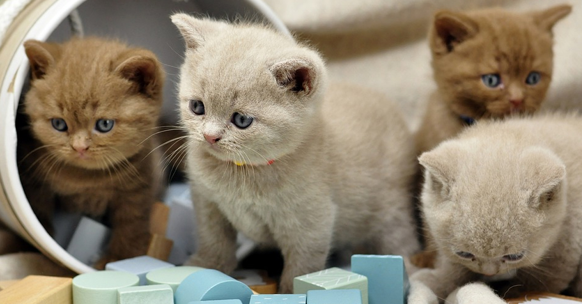 I gattini British Shorthair “attaccano” dolcemente il loro proprietario (video)