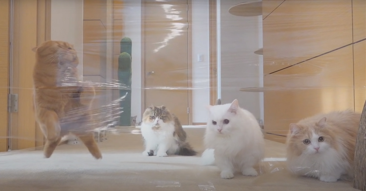 I gattini affrontano un labirinto e ognuno trova un modo diverso per arrivare alla fine (video)