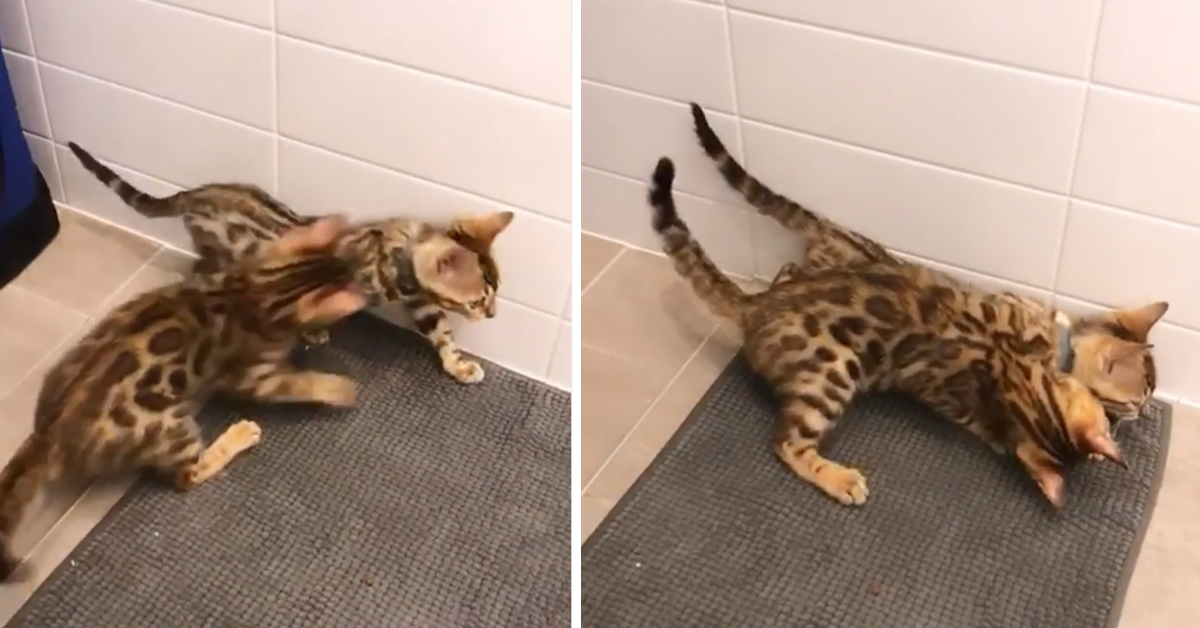 I gattini del Bengala “lottano” dolcemente e il video fa il giro del web