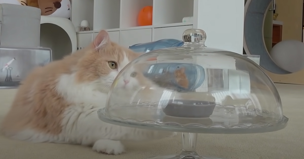 I gattini devono trovare il modo di recuperare uno snack “nascosto” (video)