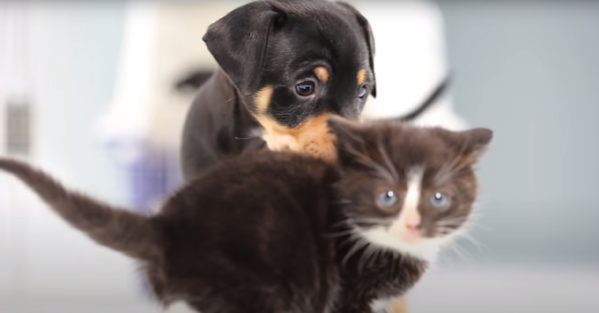 I gattini incontrano per la prima volta dei cuccioli di cane (video)