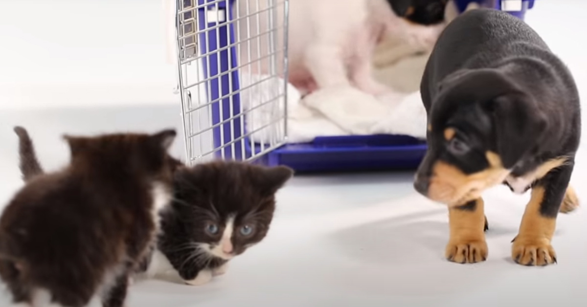 Gattini con un cucciolo di cane