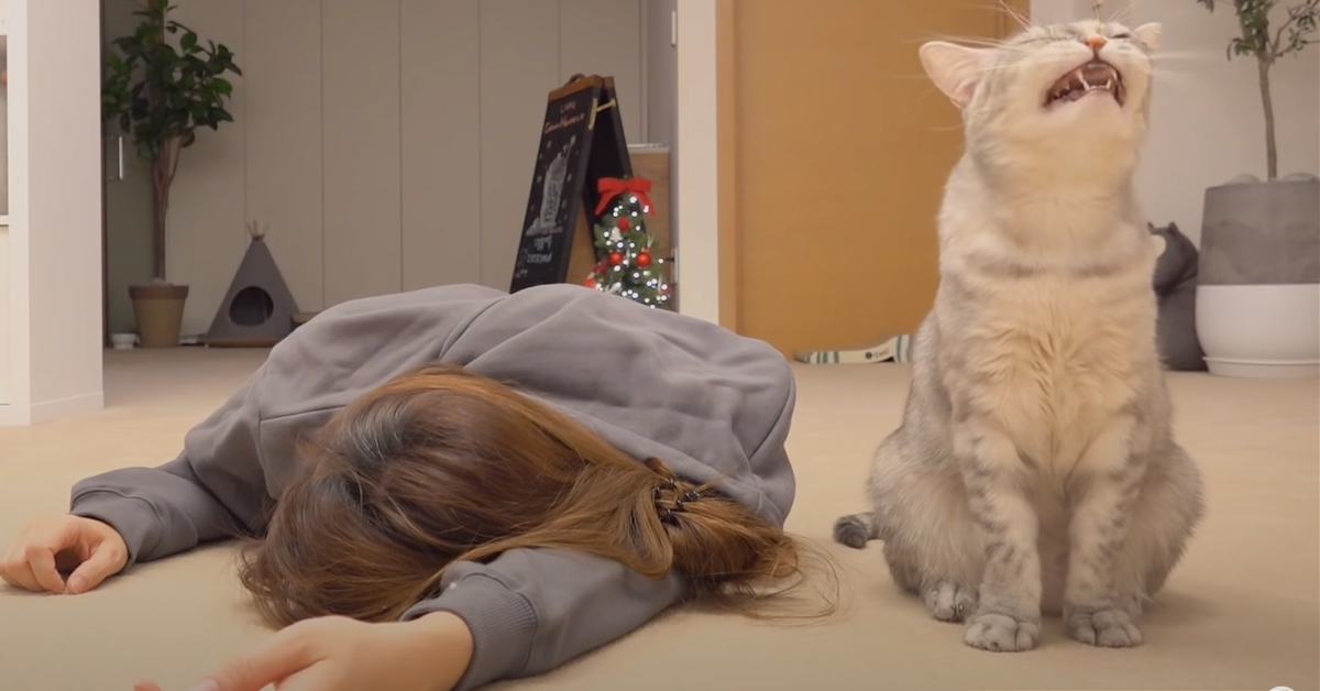 I gattini si trovano di fronte alla finta morte dei loro proprietari e la loro reazione diventa virale (video)