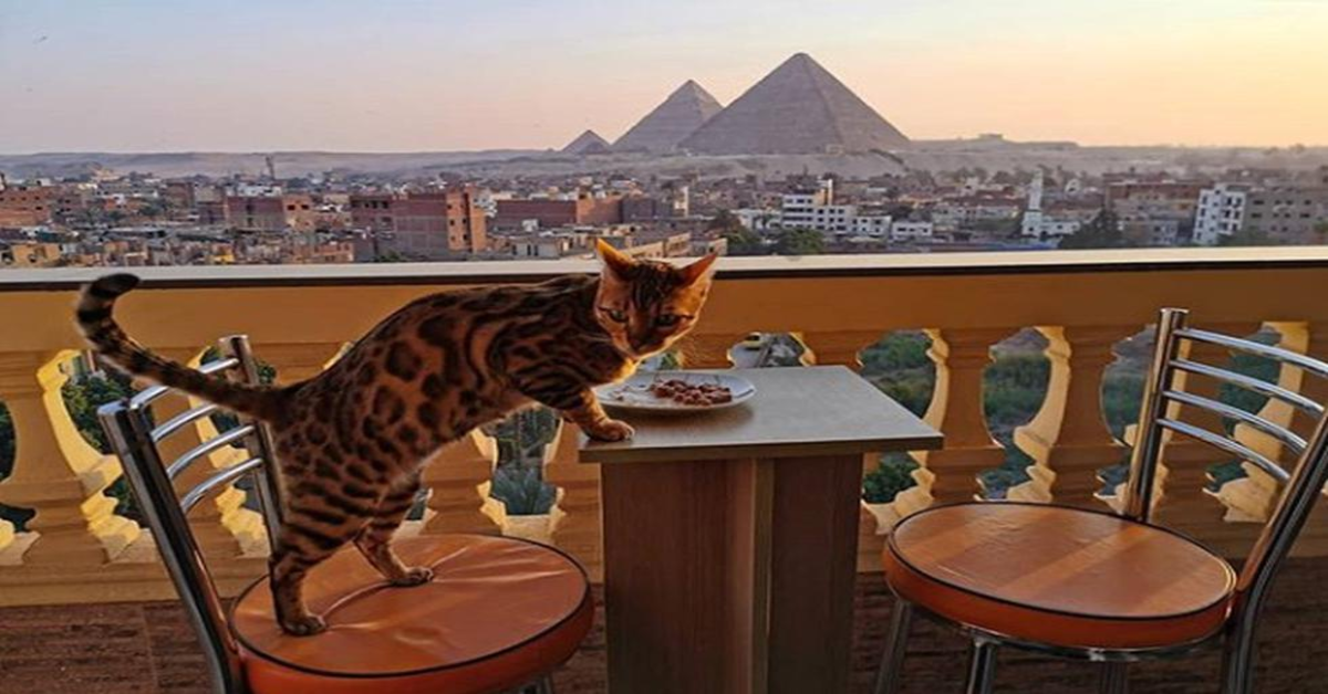 Yoshi, il gattino Bengala che tutti invidiano per la splendida vista del suo balcone( VIDEO)