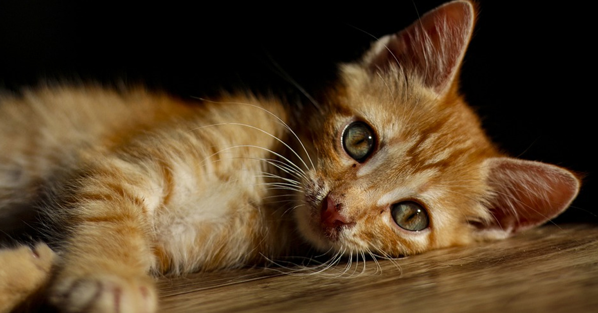 Il dolce gattino adora giocare con l’oblò della lavatrice (video)