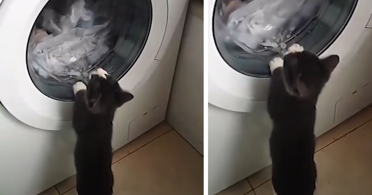 Gattino che gioca con l'oblò della lavatrice