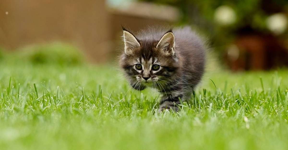 Gattino che cammina in un prato