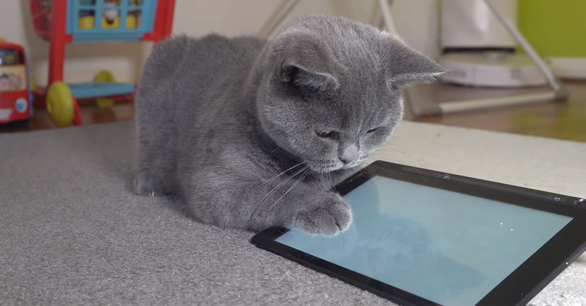 Il gattino British Shorthair affronta un topolino sullo schermo di un tablet (video)