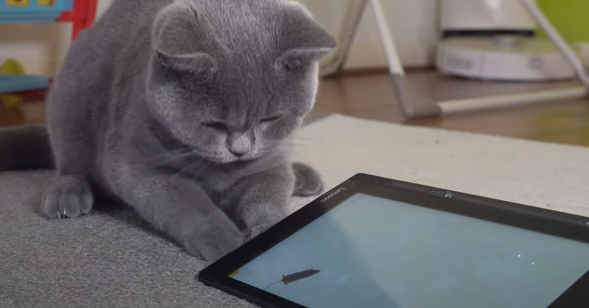 Gatto davanti ad un tablet