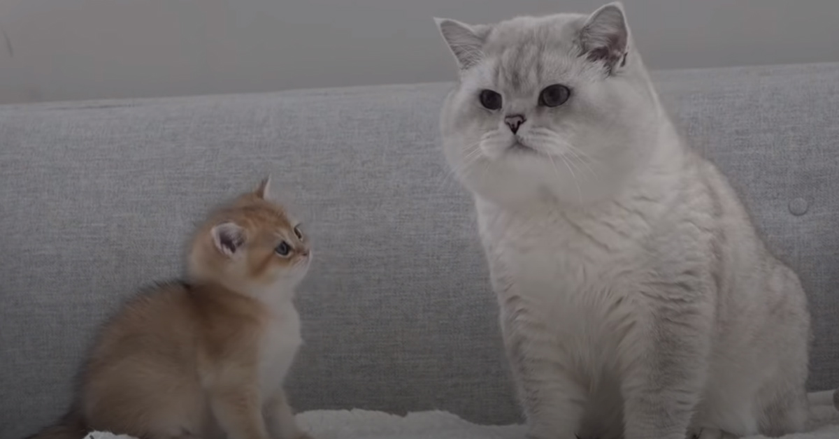 Il gattino British Shorthair conosce il nuovo cucciolo di casa (video)