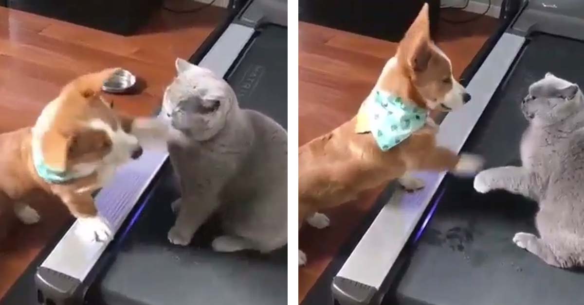 Il gattino British Shorthair è protagonista di una tenera lotta con un Corgi (video)