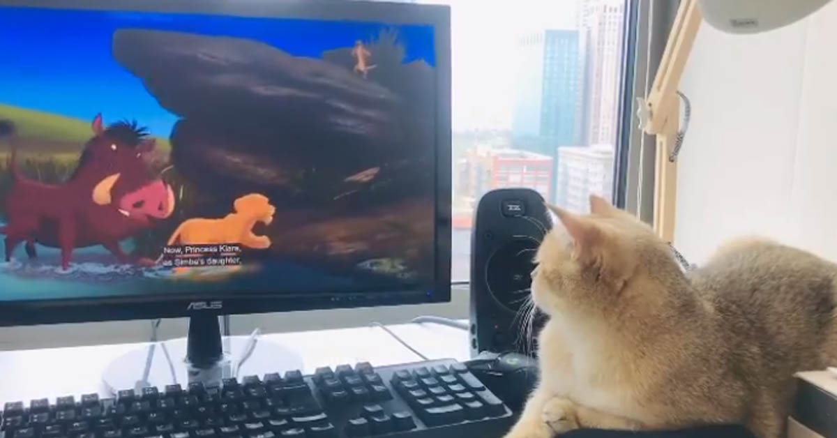 Il gattino British Shorthair guarda il Re Leone e ne resta affascinato (video)