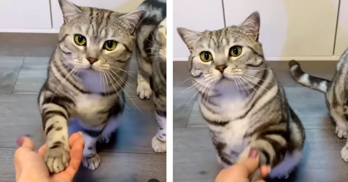 Il gattino British Shorthair ha imparato a dare la zampa alla proprietaria (video)