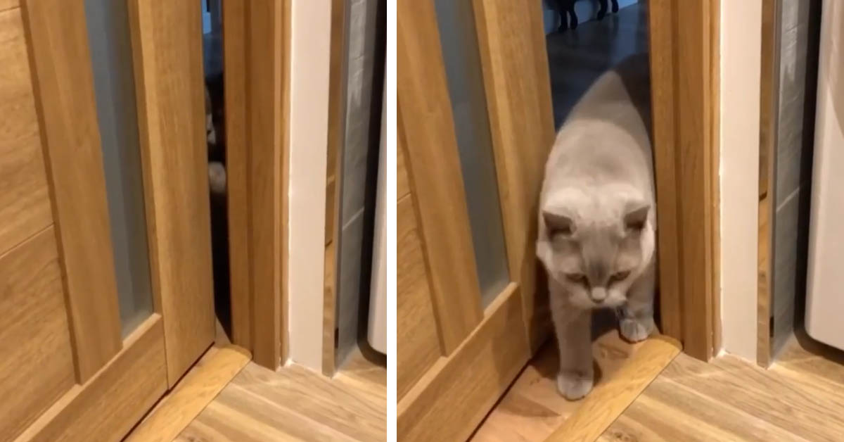 Il gattino British Shorthair ha una tecnica particolare per aprire la porta (video)