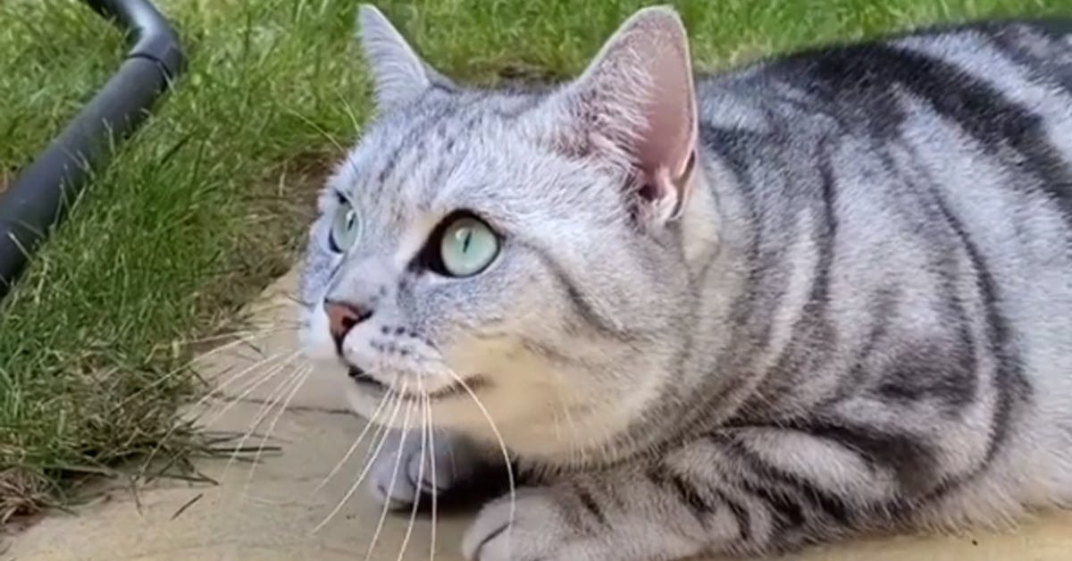 Il gattino British Shorthair fa una tenera chiacchierata con un piccione (video)