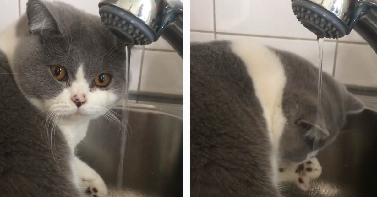 Il gattino British Shorthair vuole bere dal lavandino, ma il finale è tutto da ridere (video)
