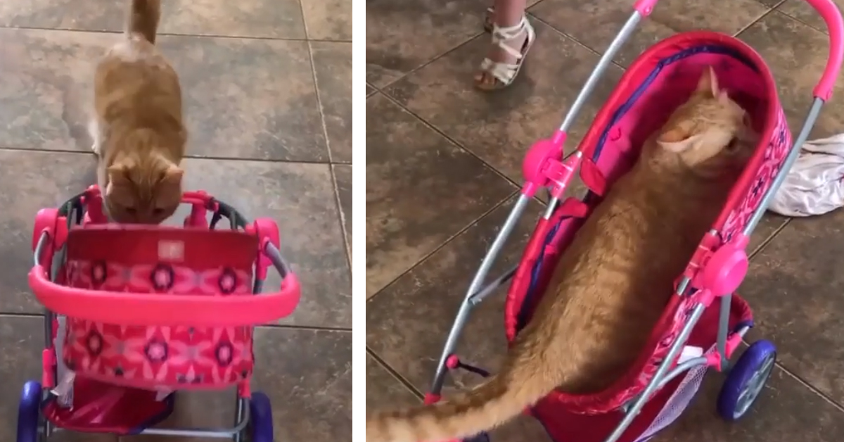 Il gattino Carrot adora andarsene in giro a bordo di un passeggino (video)