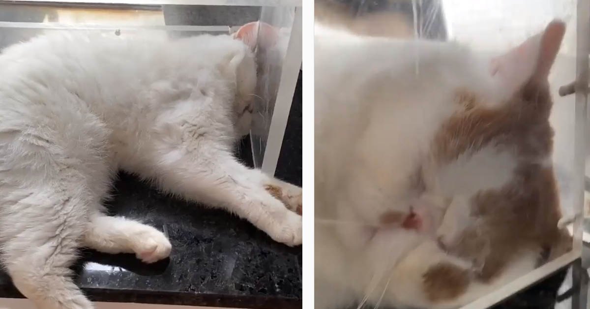 Il gattino Exotic Shorthair dorme in una posizione molto particolare (video)