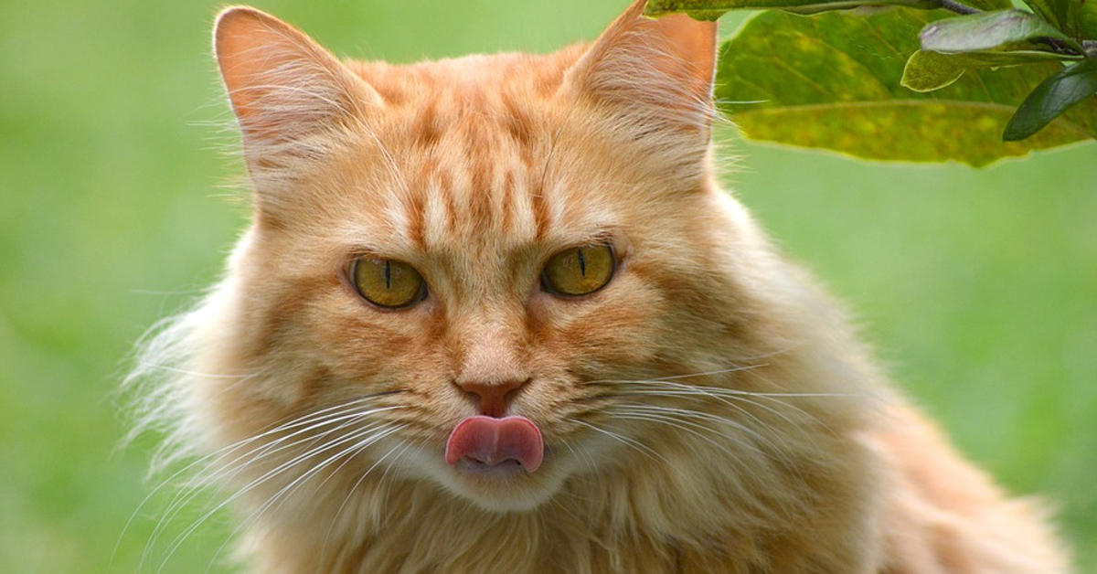 Il gattino Maine Coon attacca se stesso allo specchio (video)