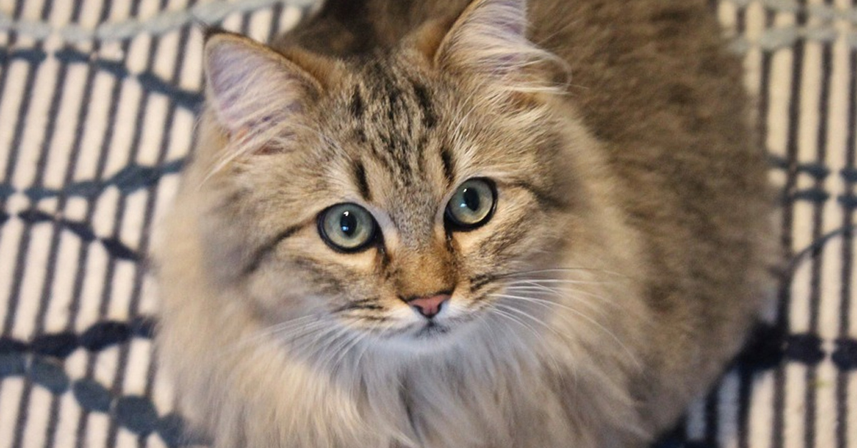 Il gattino Maine Coon e i due Alaskan Malamute conoscono la nuova sorellina (video)