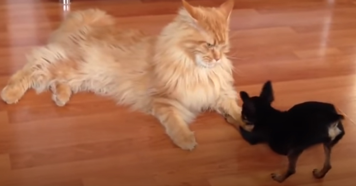 Il gattino Maine Coon non vuole giocare con il Chihuahua, anche se lui è molto insistente (video)