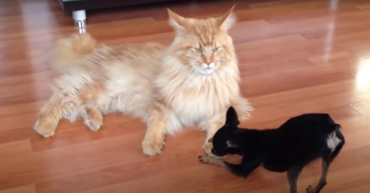 Gattino Maine Coon con un Chihuahua