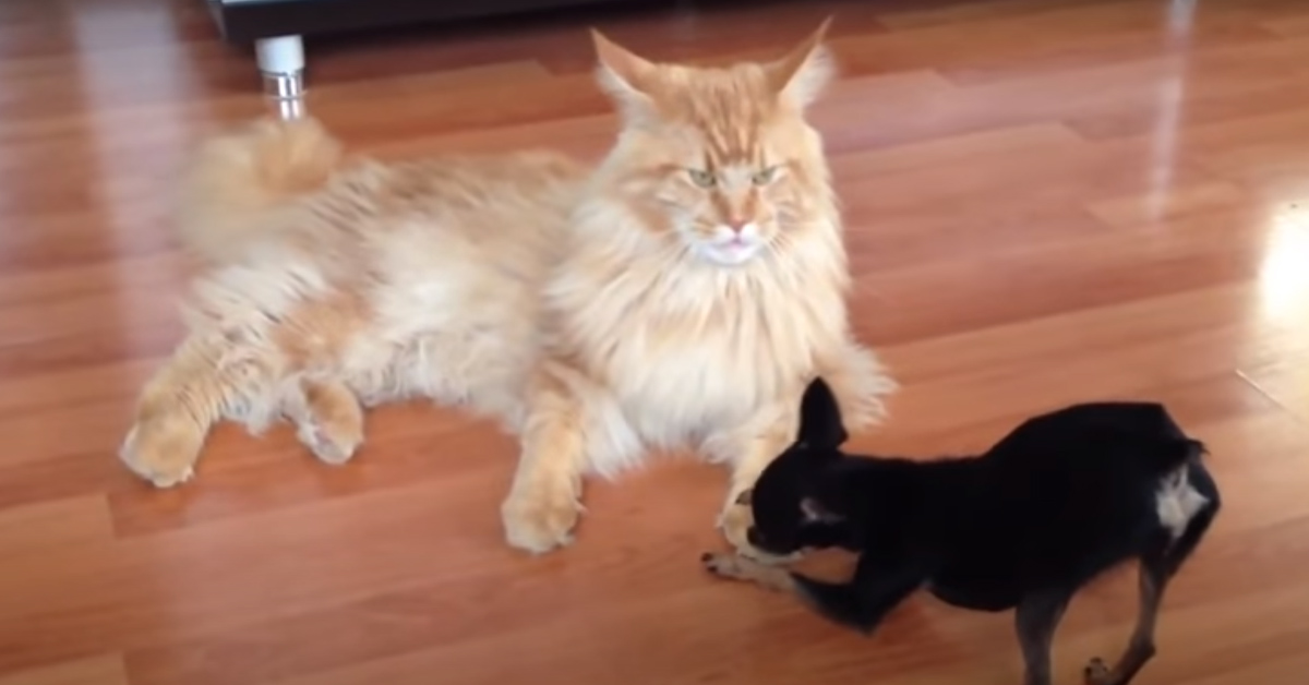 Gattino Maine Coon con un Chihuahua