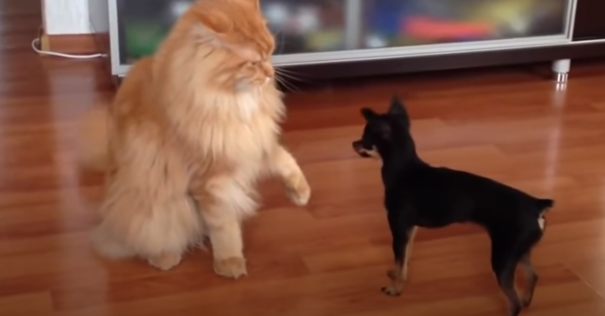 Gattino Maine Coon con un Chihuahua