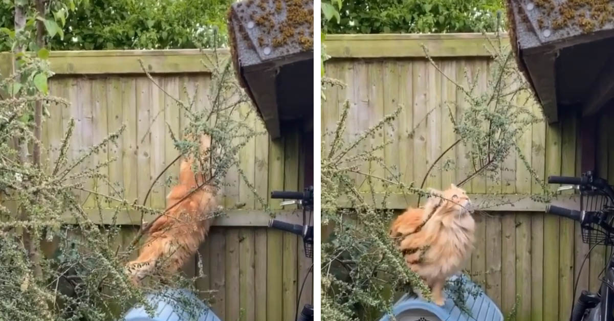 Il gattino Maine Coon tenta in tutti i modi la fuga (video)