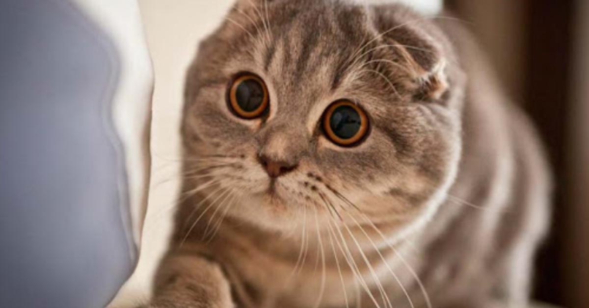 Il gattino Munchkin che è in grado di sciogliere il cuore di tutti (video)