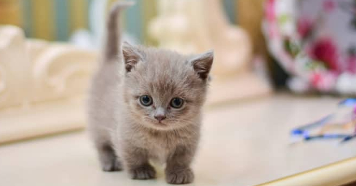 Il gattino Munchkin e la sua mamma sono inseparabili (video)