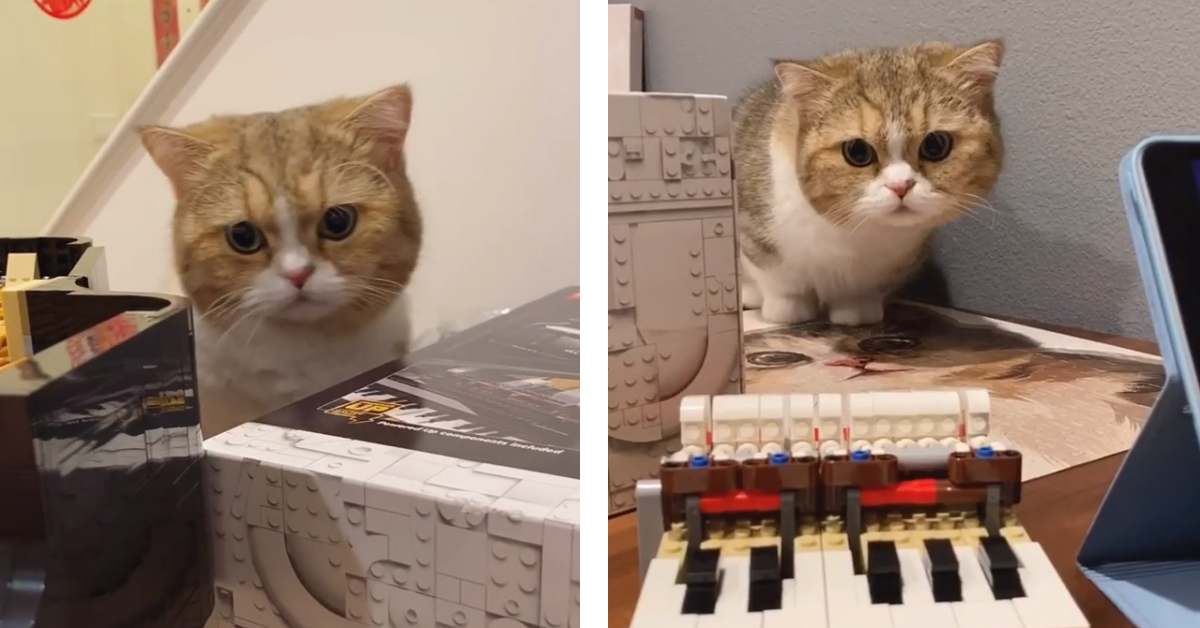 Il gattino Munchkin è un vero appassionato delle costruzioni Lego (video)