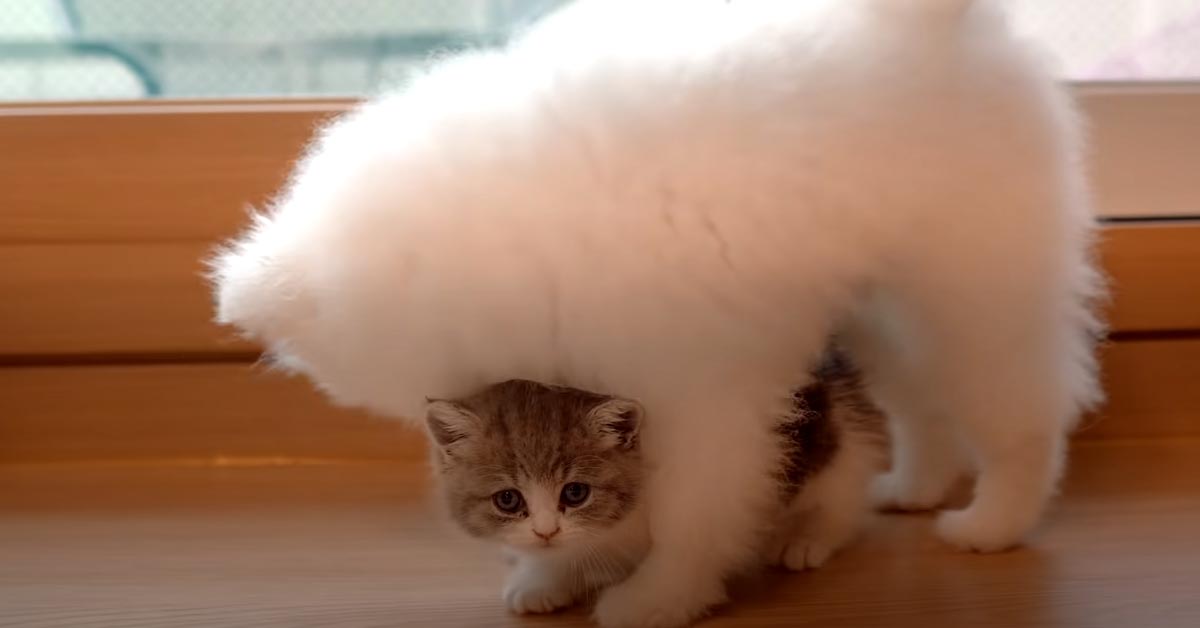 Il gattino Munchkin incontra per la prima volta un cucciolo di Pomerania e il video emoziona il web