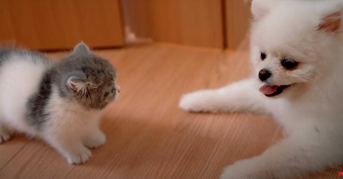 Gatto con un Pomerania