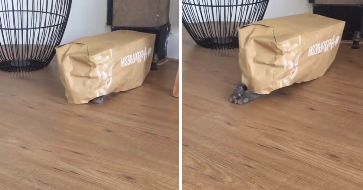 Il gattino Norvegese prova a nascondersi, ma il suo piano non è perfetto (video)
