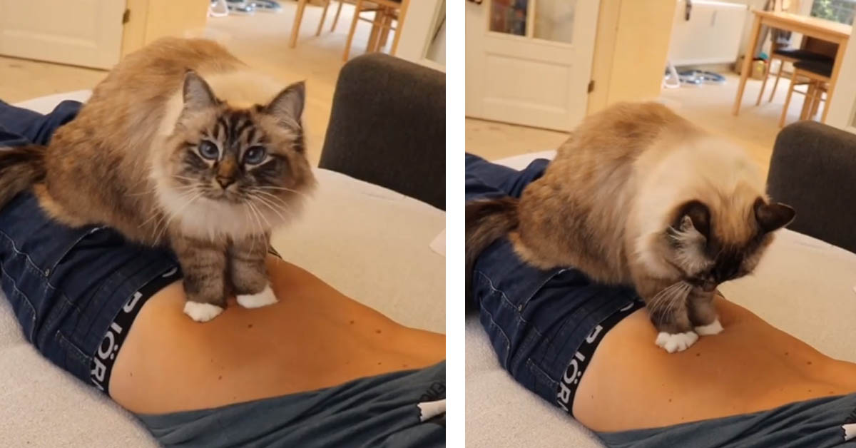 Il gattino Ragdoll fa un rilassante massaggio al suo proprietario (video)