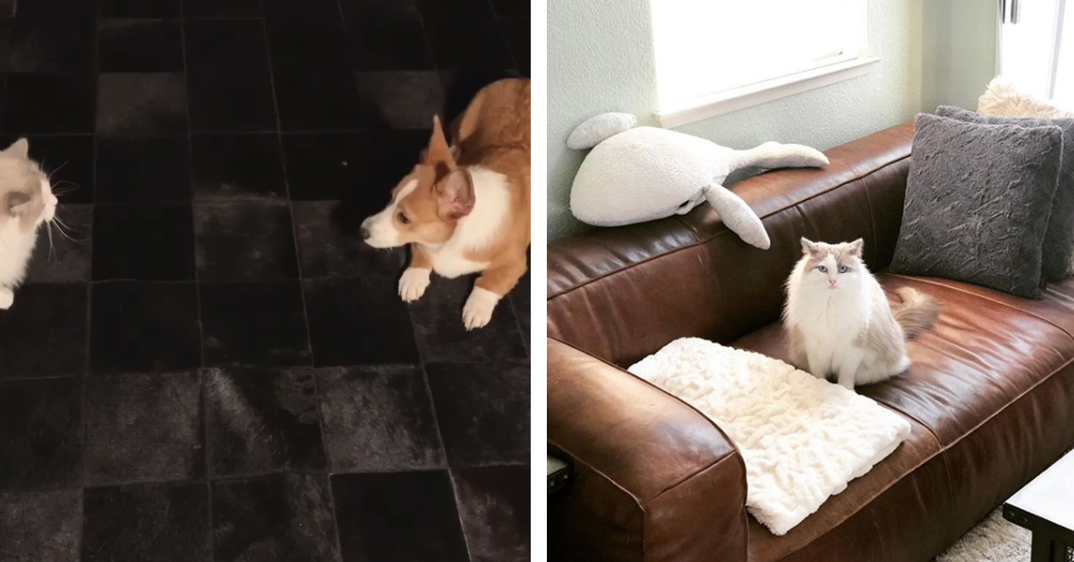 Il gattino Ragdoll non è molto convinto di voler giocare con il suo amico Corgi (video)