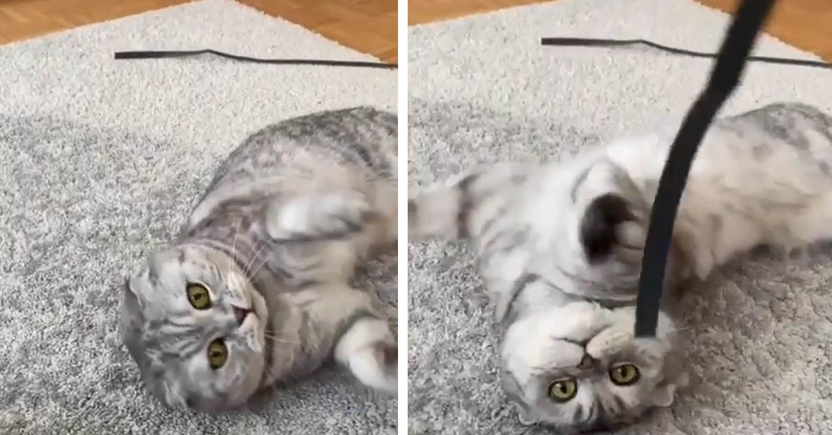Il gattino Scottish Fold è troppo stanco persino per giocare (video)