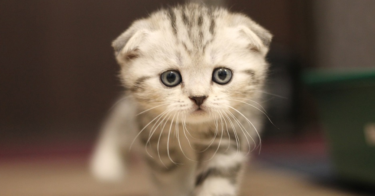 Il gattino Scottish Fold ha imparato a suonare il campanello quando vuole uno snack (video)
