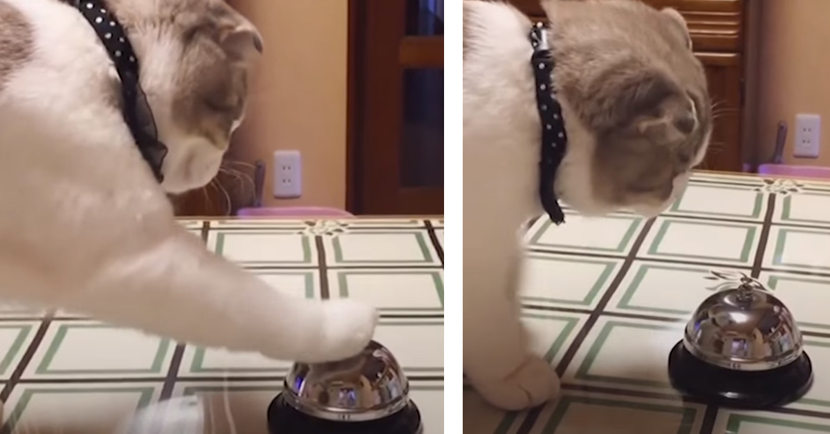 Gattino Scottish Fold che suona un campanello