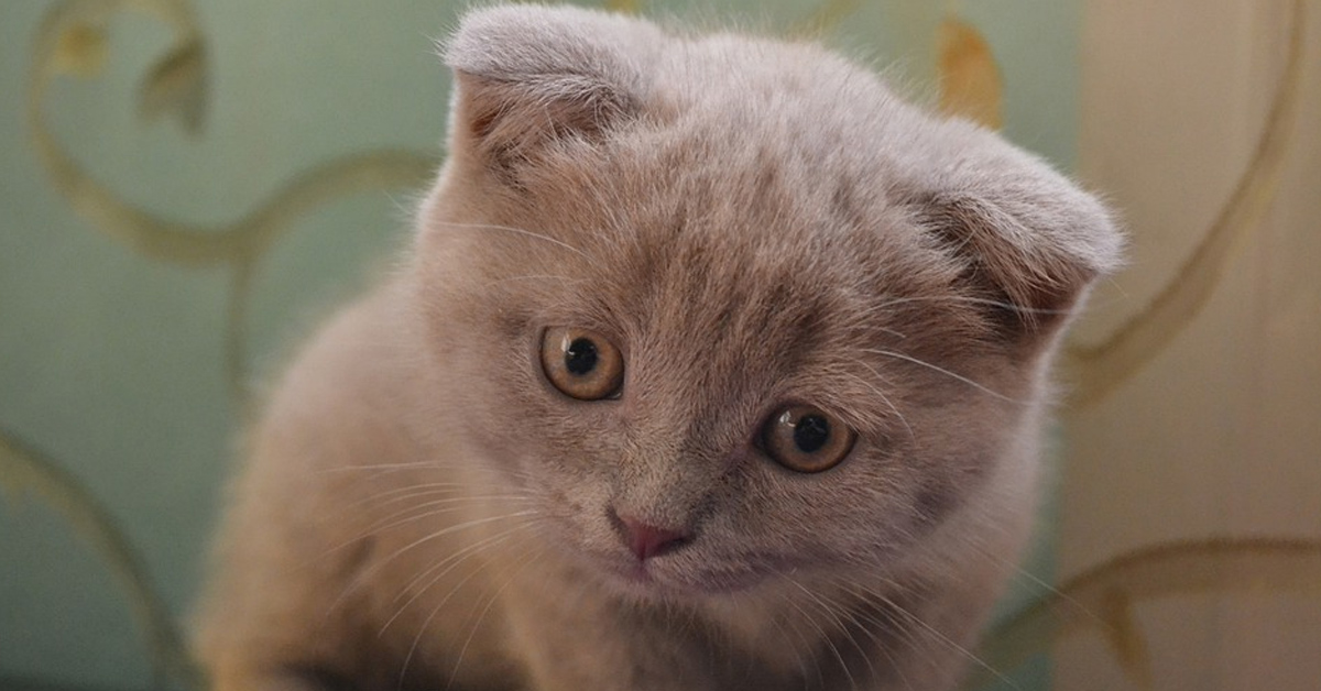 Gattino Scottish Fold che osserva