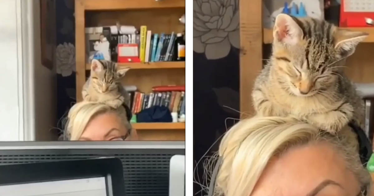 Il gattino adora dormire sopra la testa della sua proprietaria (video)