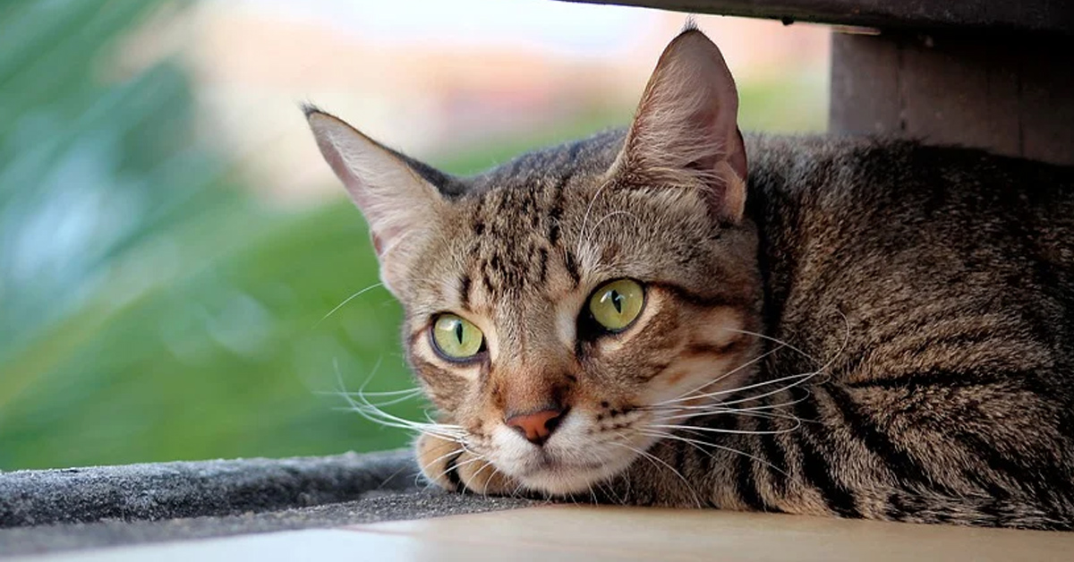 Il gattino “affronta” un palloncino simile a lui (video)