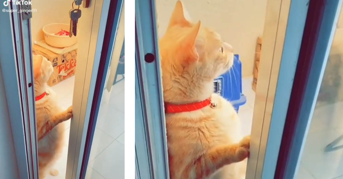 Il gattino ama spiare le liti dei vicini (video)