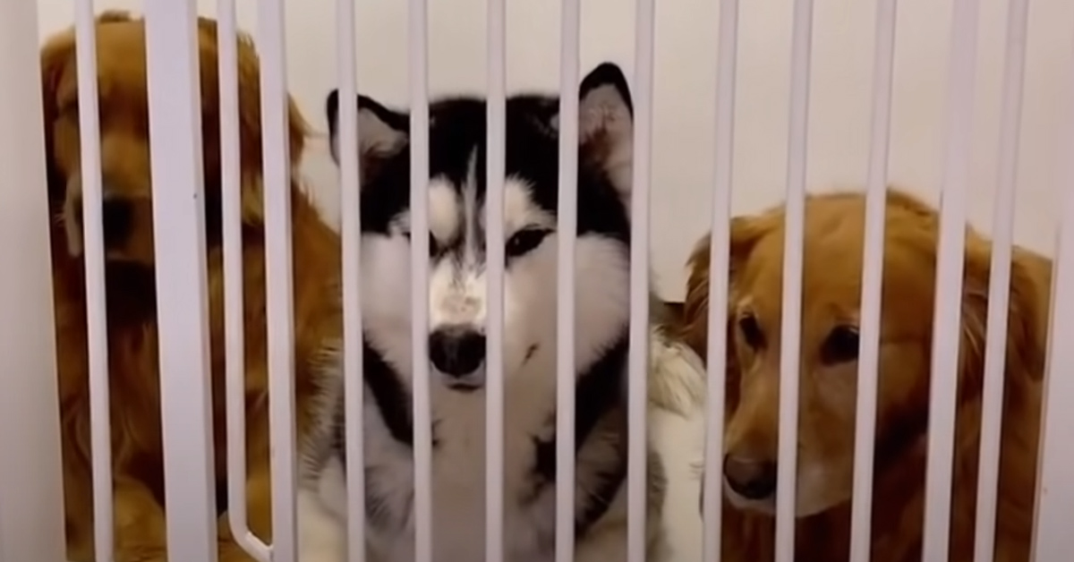 Tre cani che osservano