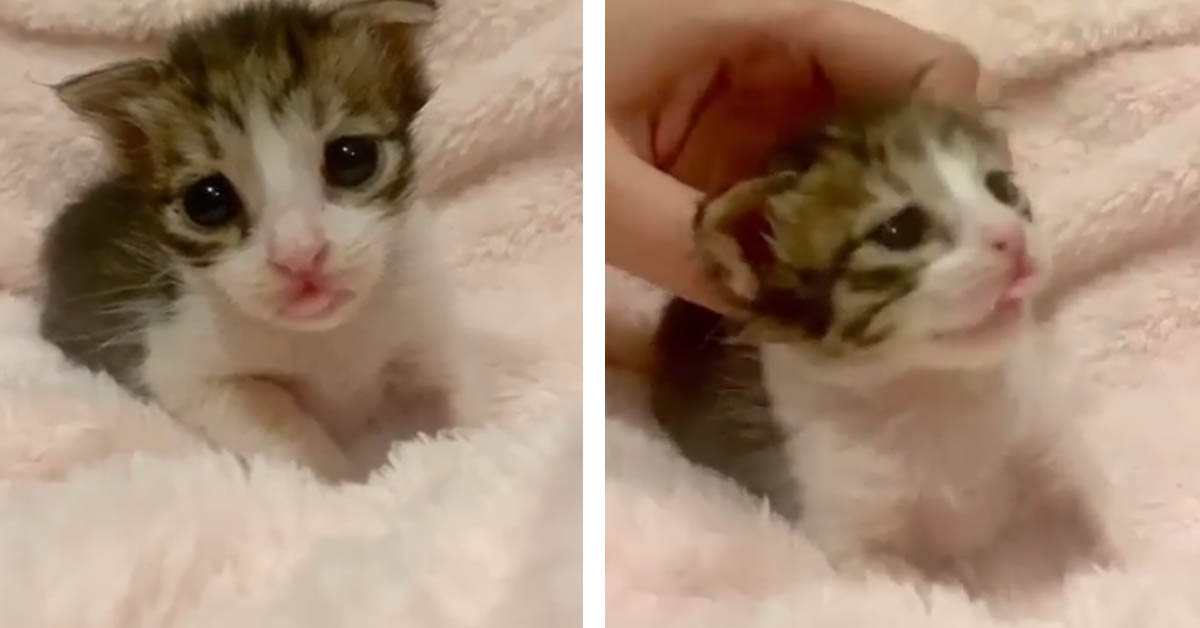 Il gattino appena nato vuole le coccole (video)