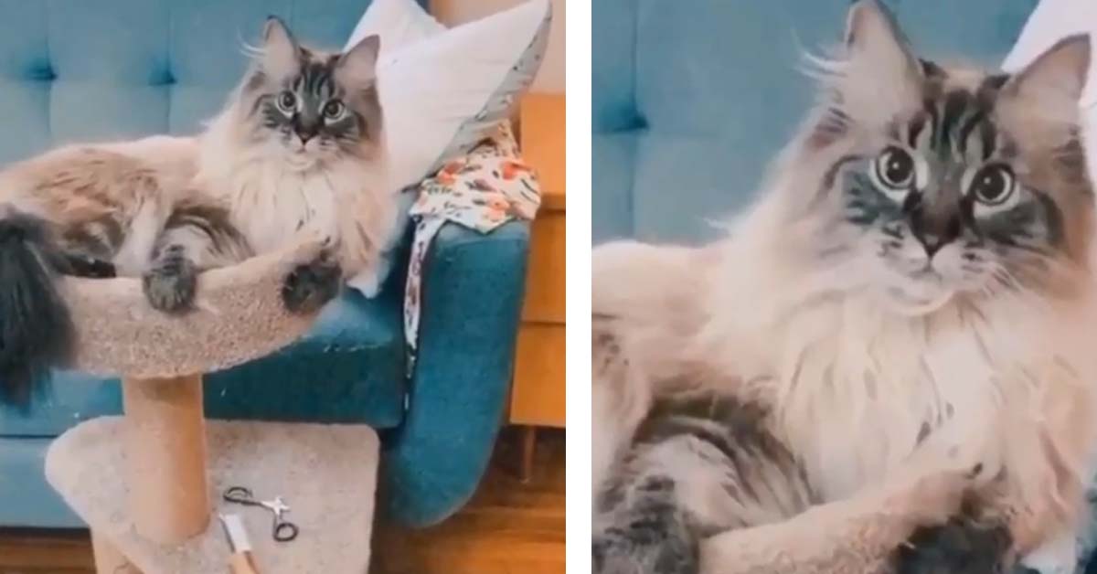 Il gattino balla a tempo di musica e il video fa impazzire il web (video)