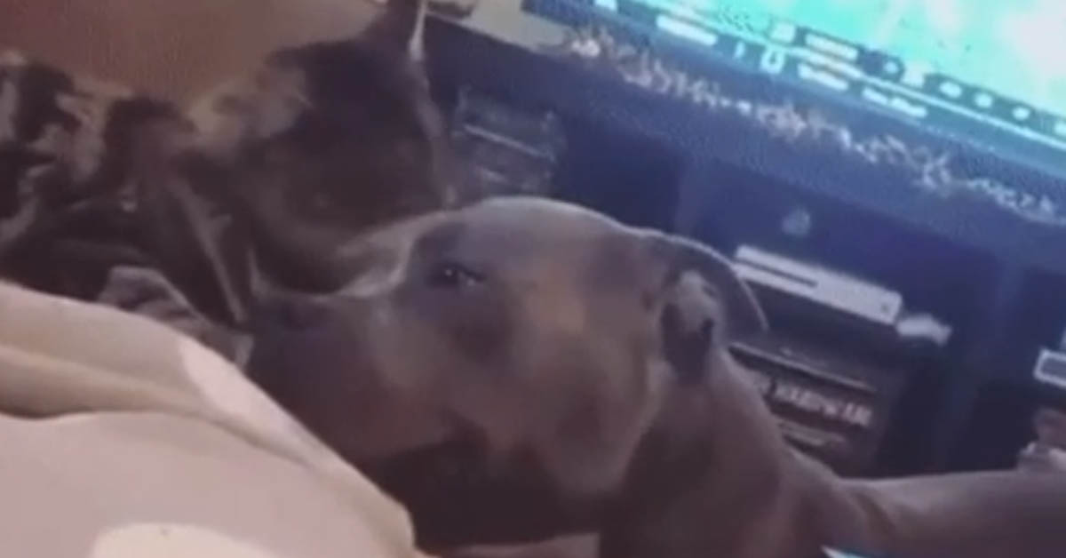 Il gattino coccola il suo migliore amico Pitbull e il tenero momento diventa virale (video)