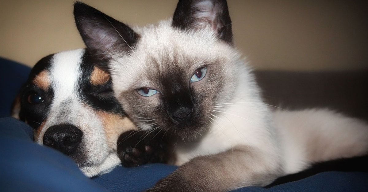 Gatto che dorme con un cane