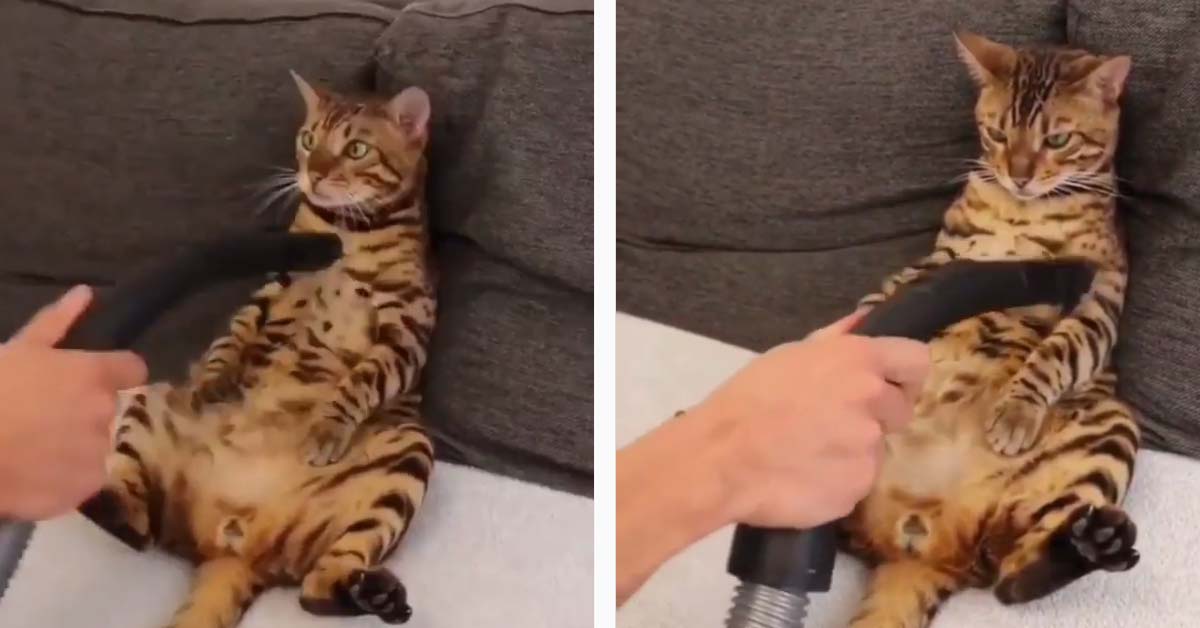 Il gattino del Bengala apprezza il massaggio dell’aspirapolvere (video)